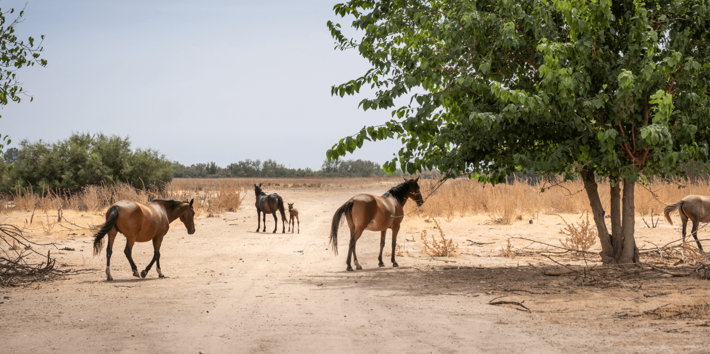 Des chevaux en Espagne en Andalousie.